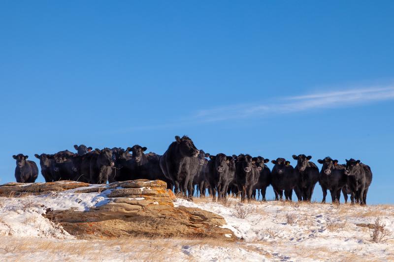 Bullpen sessions, wolves, and more at this year’s Range Beef Cow Symposium